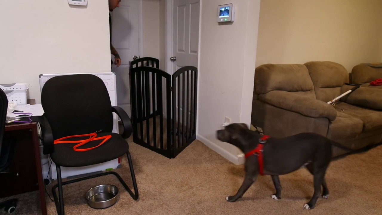 Dog Training - Counter Conditioning/Desensitization Exercises