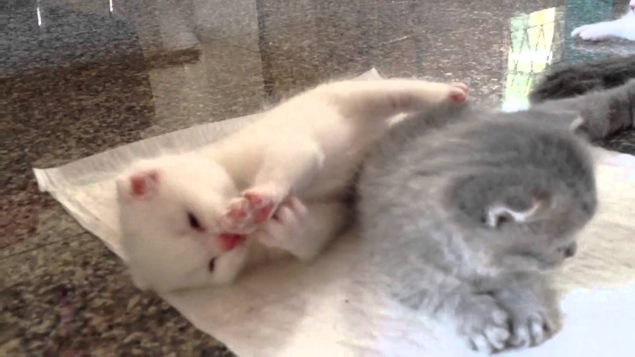 Day 23 - life of kittens - daddy cat eats kitten