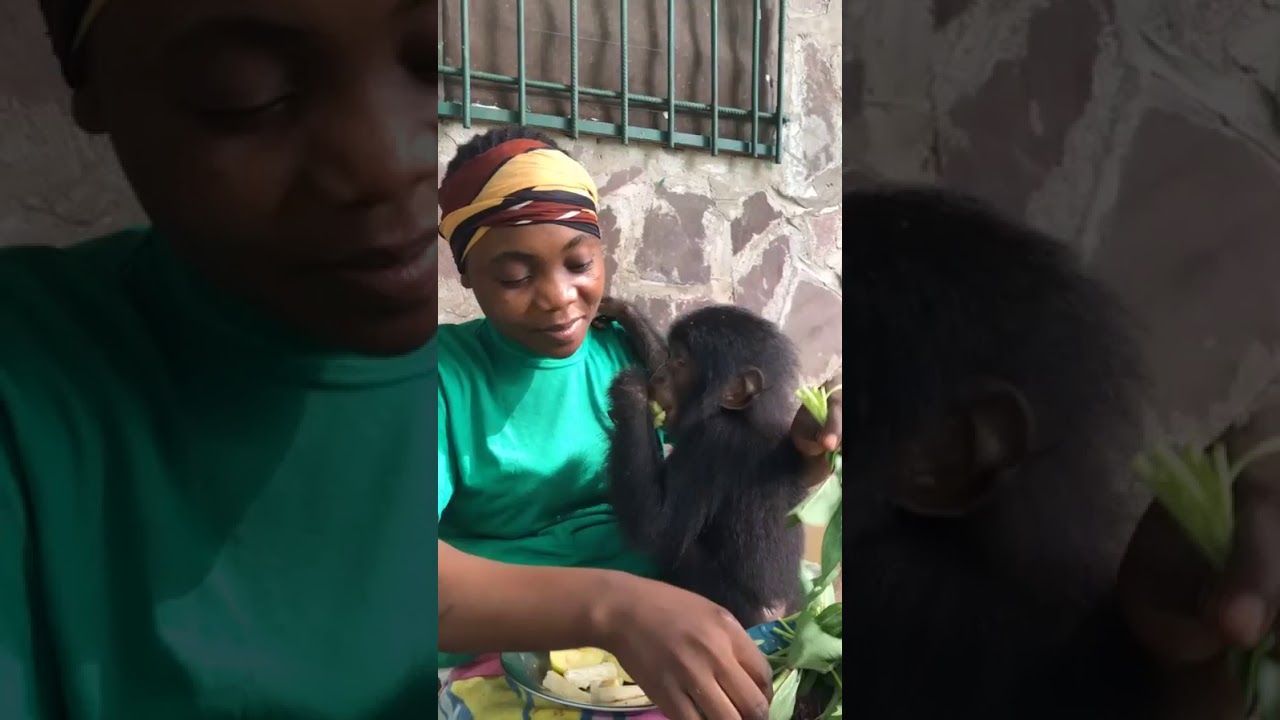Live at Lola ya Bonobo Sanctuary