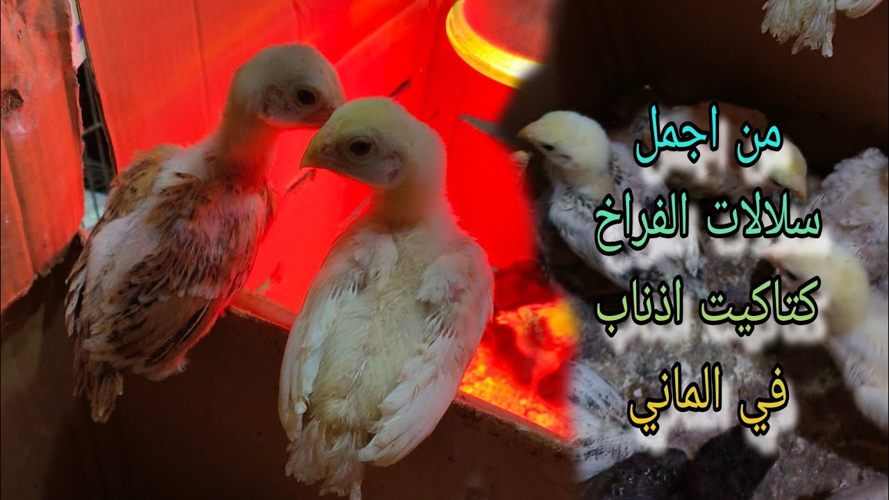 ايوه عمر 20 يوم كتاكيت اذناب في الماني غاوي حاجات عاليه 🐓