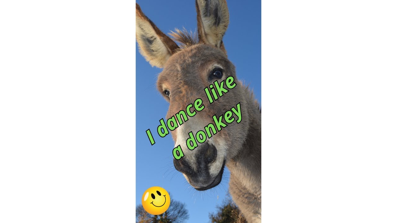 WOW! Funny cute donkey, have a good mood ❤😂  #dance #cute #animals #donkey #waw
