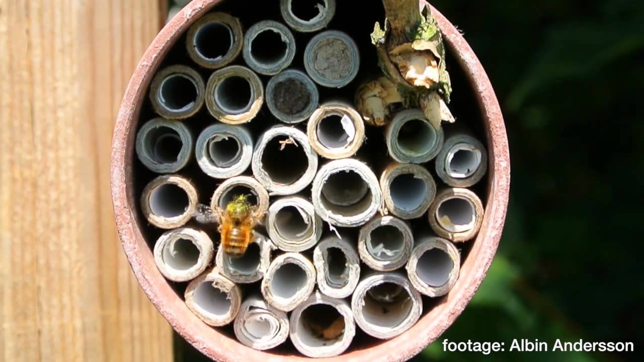 Unique field study shows that pesticide harms wild bees