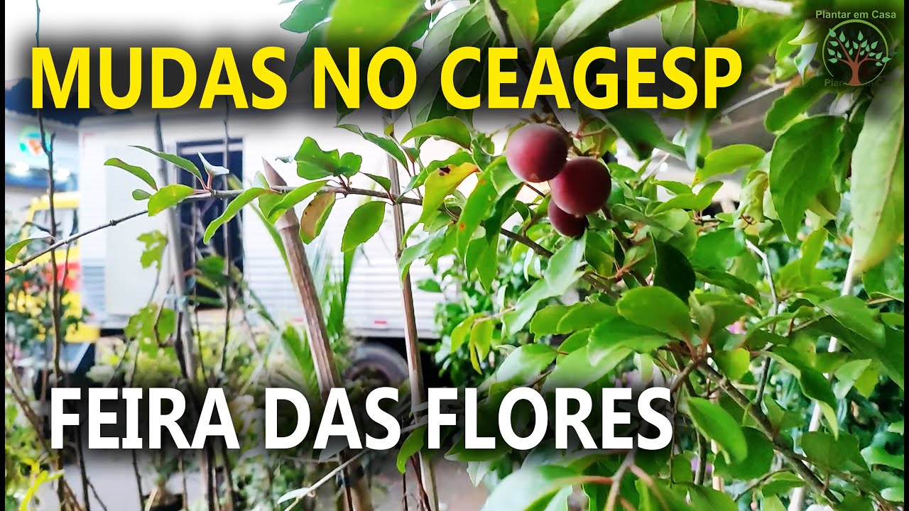Mudas e Plantas Feira das Flores Ceagesp SP Faça sua Visita