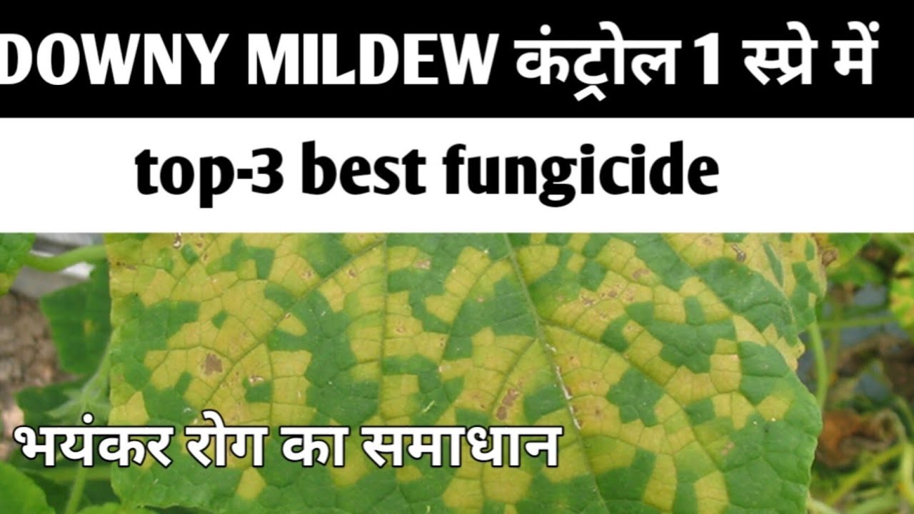 Downy mildew control fungicide || Downy mildew कंट्रोल सिर्फ 1 स्प्रे में ही