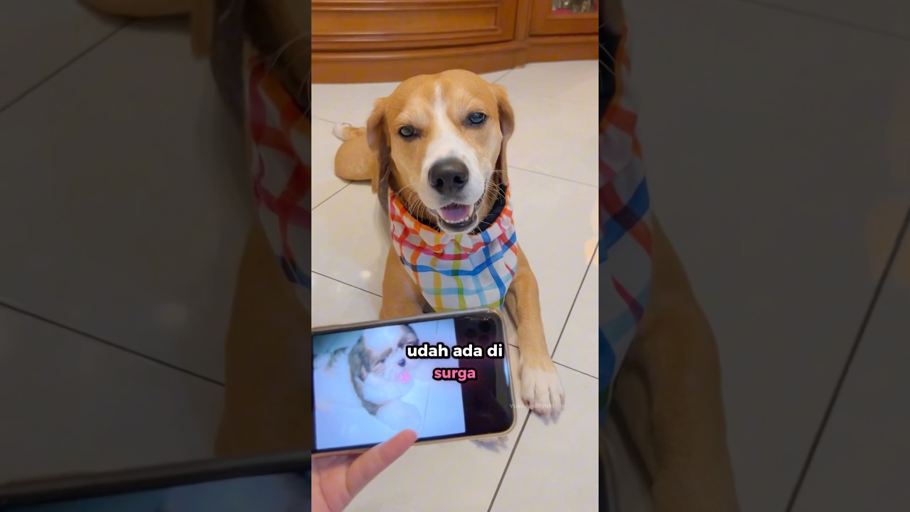 Tenang di surga, Cookie🥹🤍 #shorts #anjinglucu