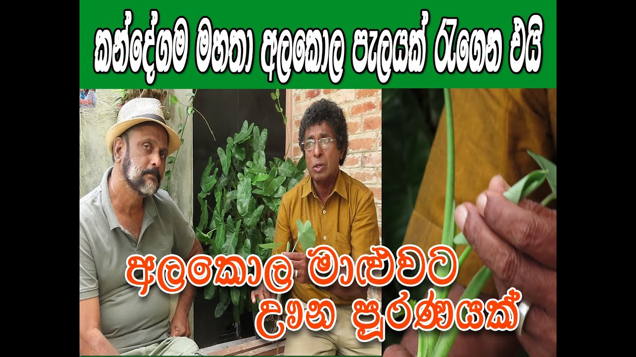 මොනවා ද මේ අල කොල? || කොහිල කොල ද? || කට කසන්න ගනී ද? @කන්දේ මහගමයා