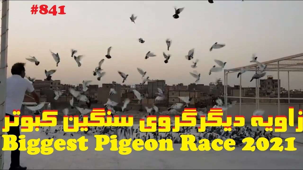 گزارشی دیگر از گروی سنگین کبوتر پارسال باآقای امیدصفتی WORLD'S BIGGEST PIGEON FLIGHT RACE 2021 VIEW