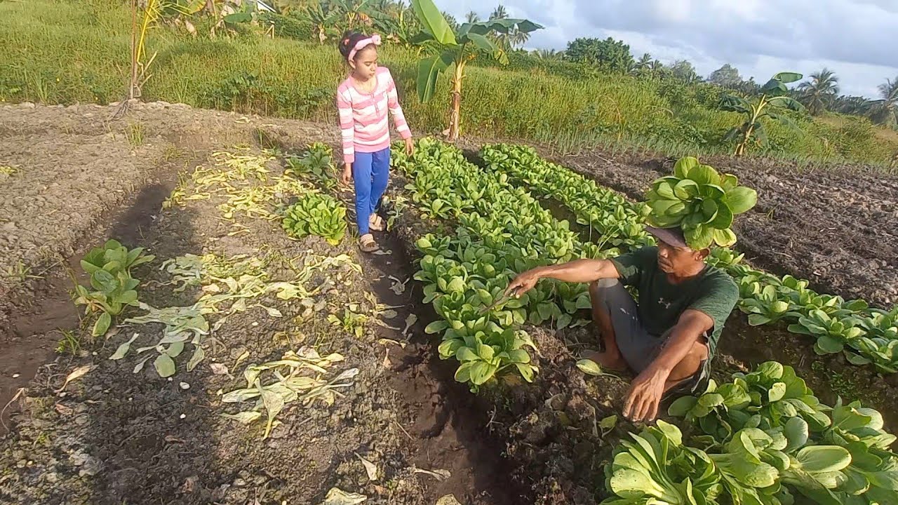 DIK ASHIFA BANTU BAPAK NYA PANEN SAYUR