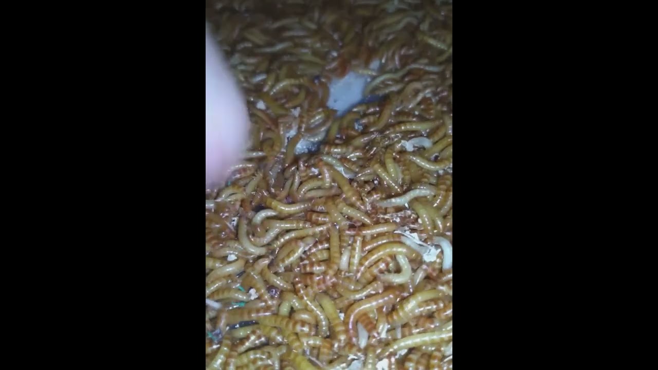3500 Buffalo Worms l UAE 🇦🇪