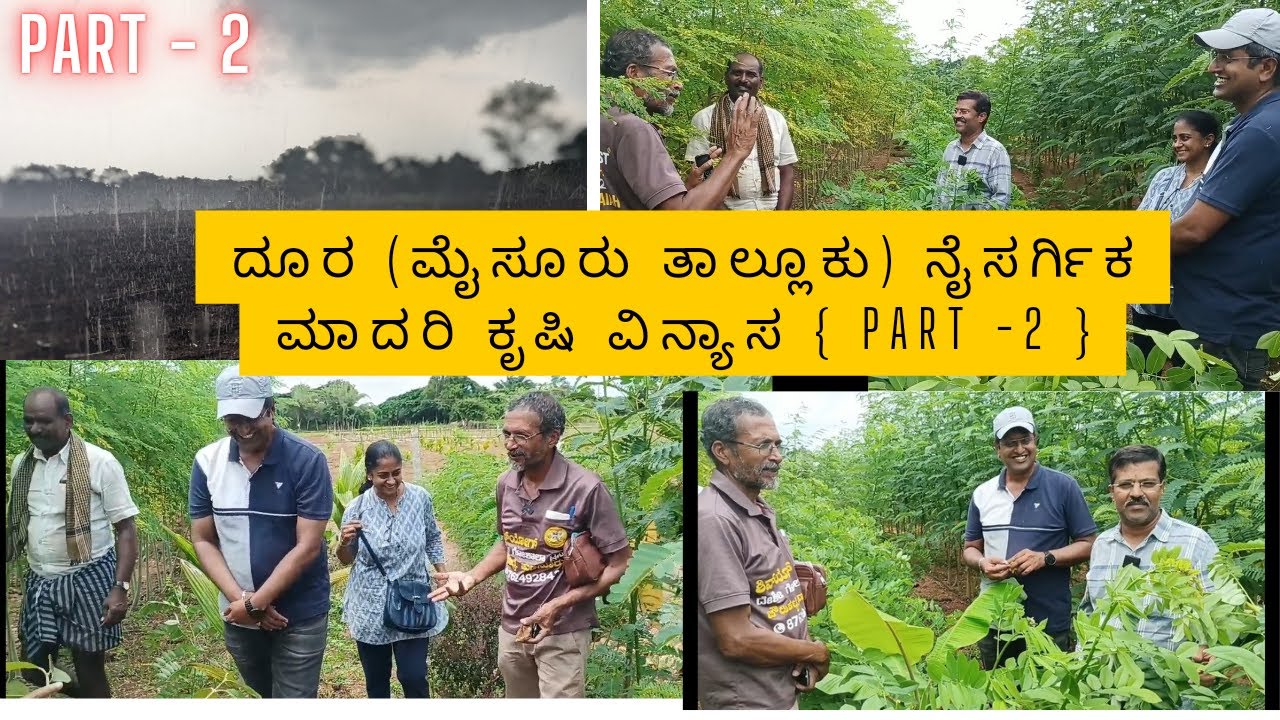 ದೂರ (ಮೈಸೂರು ತಾಲೂಕು) ನೈಸರ್ಗಿಕ ಮಾದರಿ ಕೃಷಿ ವಿನ್ಯಾಸ, 100 ದಿನಗಳ ನಂತರ [ಭಾಗ -2] Ph.no ::  8971626033