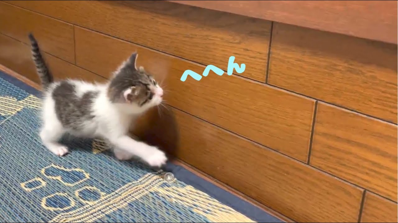 走れるようになったのがうれしい子猫