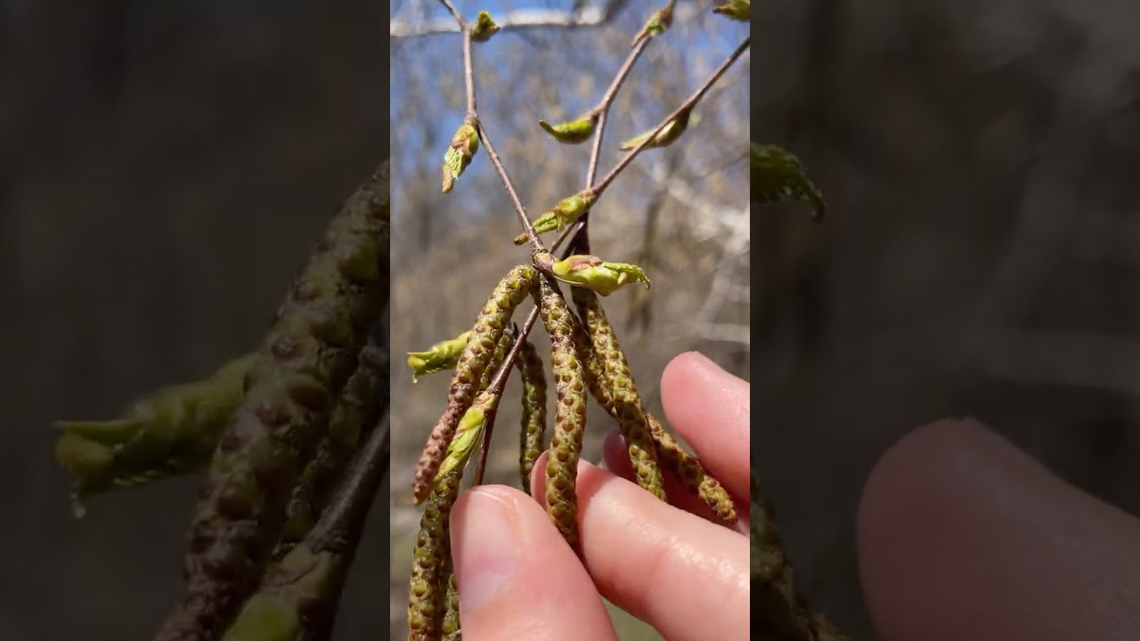 Why Are These Dangling From Trees? #Catkins