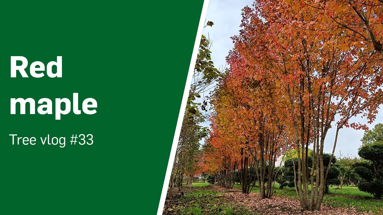 Red maple, a colorful avenue tree
