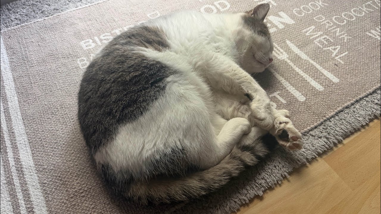 Yoshi’s Daily Vlog 🥰#cat#dailyvlog 