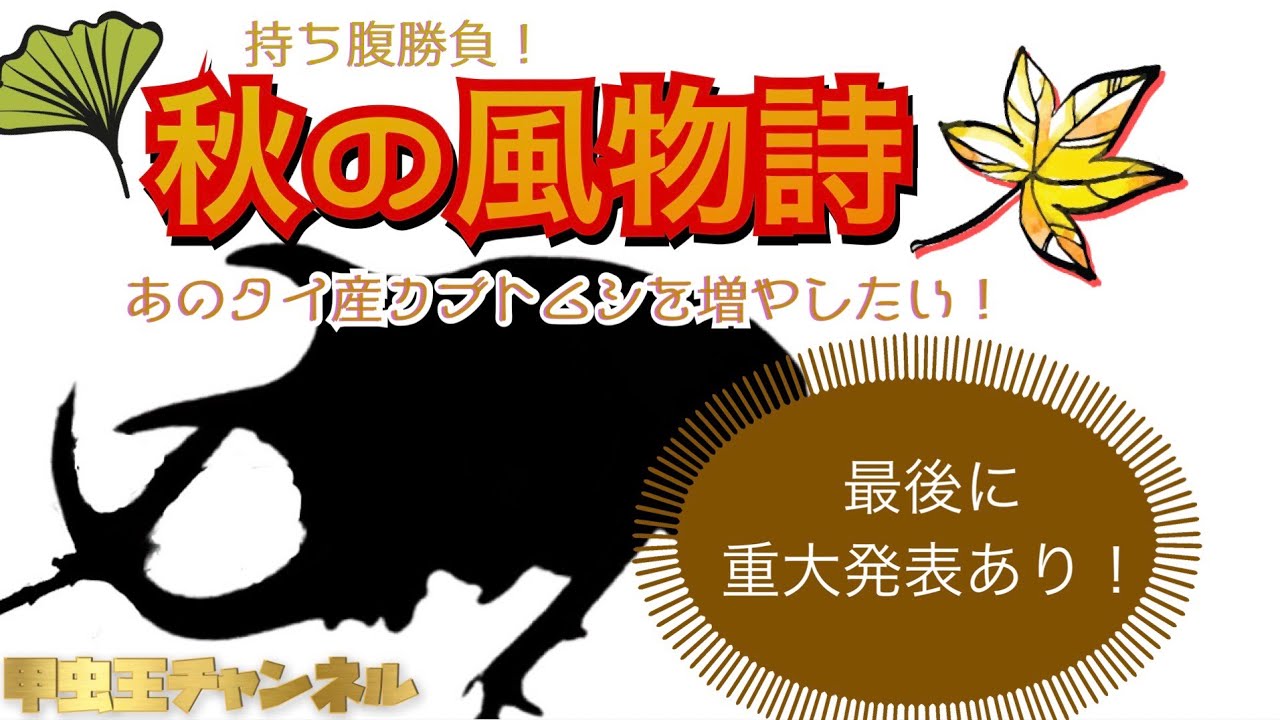 甲虫王チャンネル　第53話　持ち腹勝負！「秋の風物詩」と呼ばれるカブトムシを増種しました！【最後に重大発表あり】