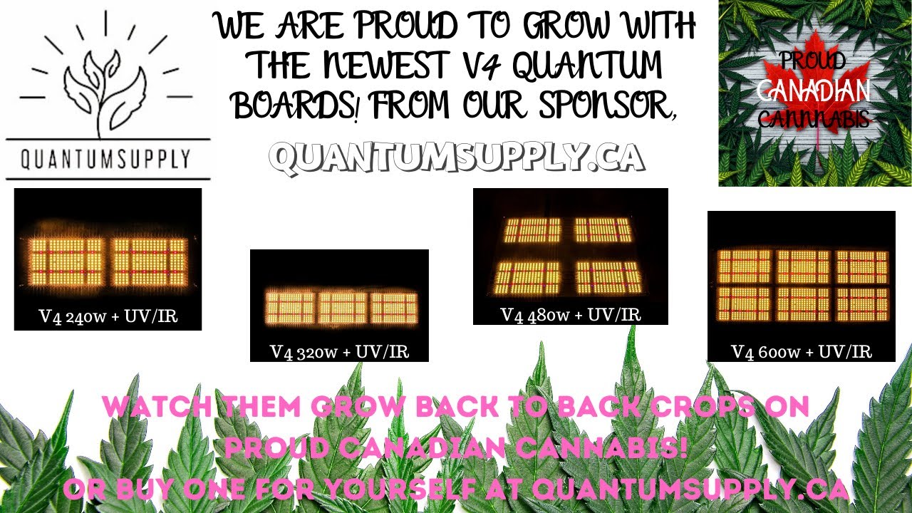 New lighting sponsorship, a look at the plants and how the double mainlined girls are doing!