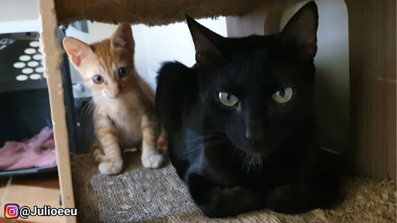 Mais um FINAL FELIZ para um resgatado 😄 | Júlio e Eu 😼🧔🏻