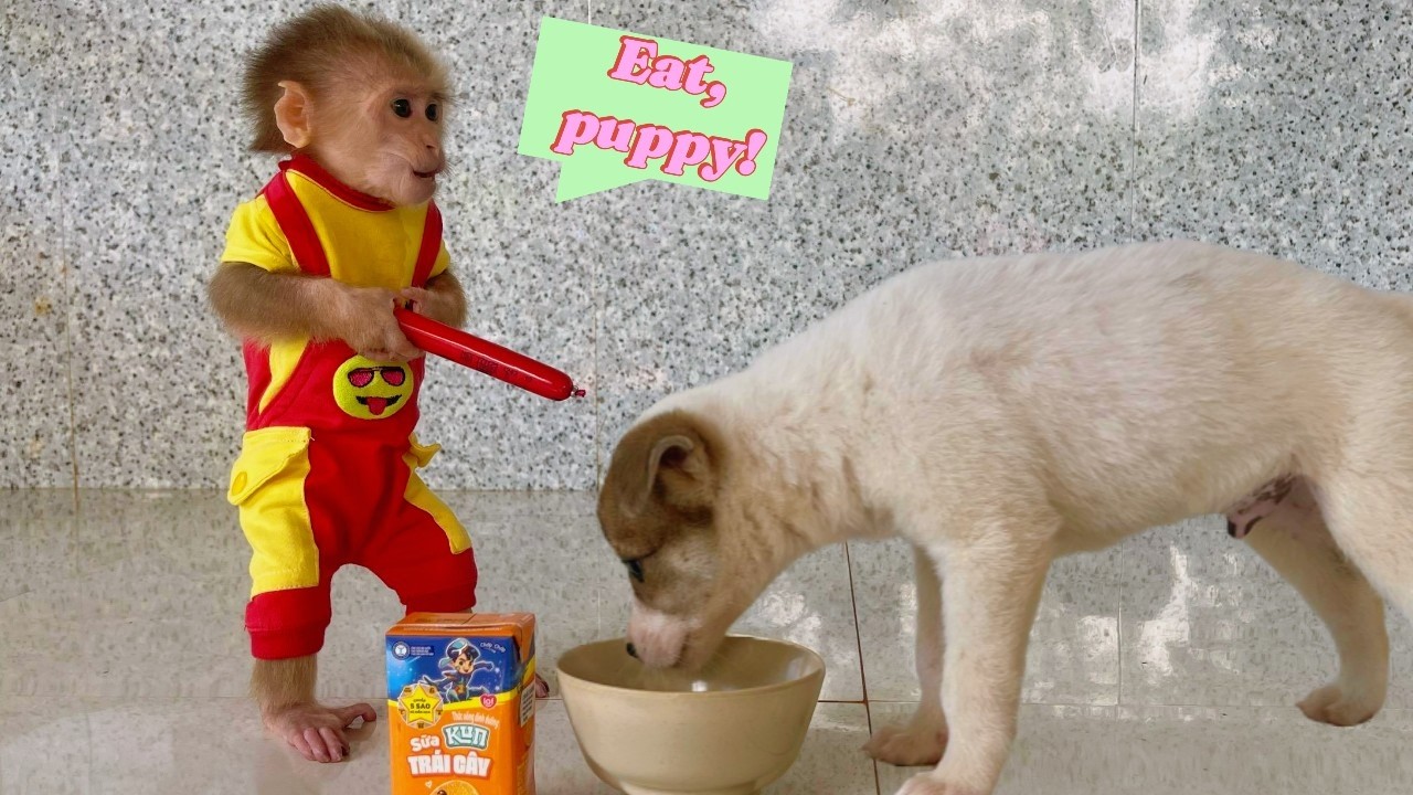 A Sweet Moment Lulu Carefully Looks After the Puppy