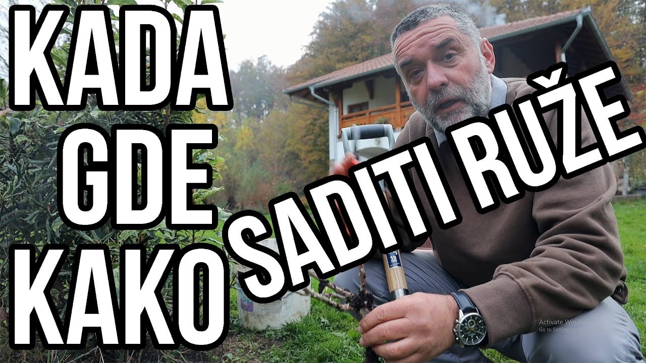 Kada, gde i kako saditi ruže