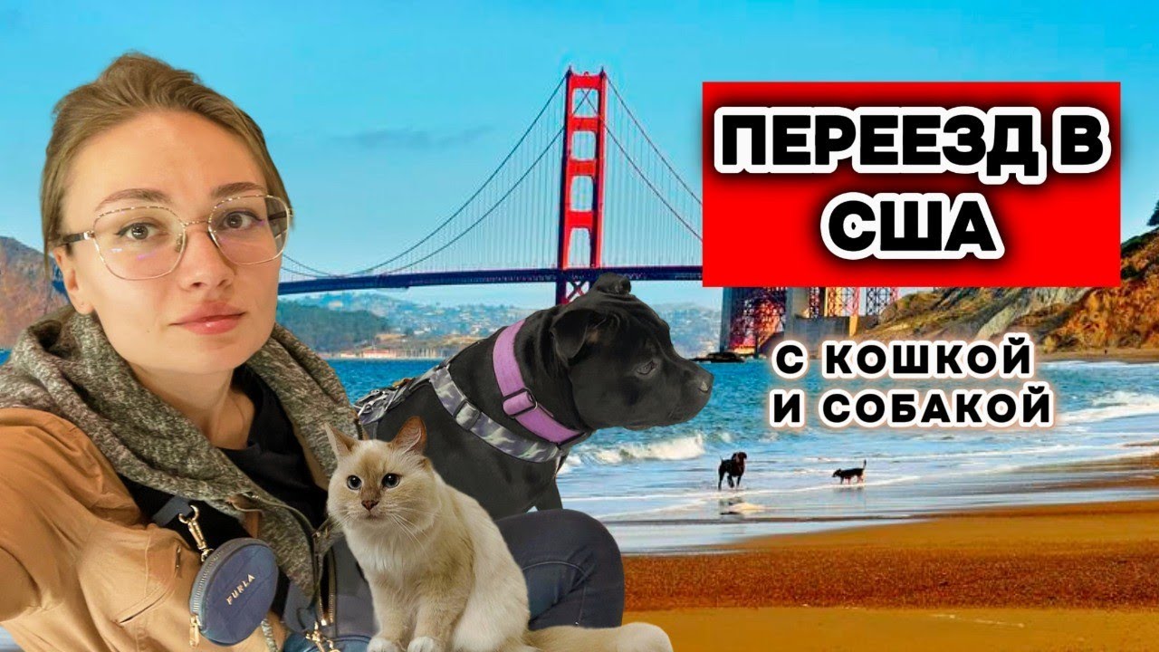Переезд в США с собакой и кошкой 🇺🇸🐶🐱