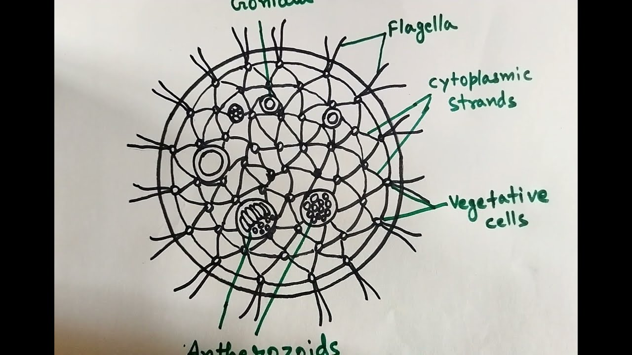 Volvox Diagram/ How to draw Volvox Diagram easily / Volvox Coenobium