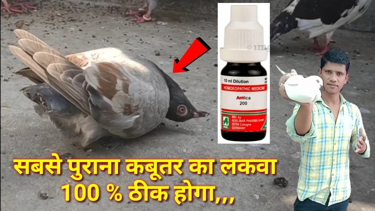 पुराना या नया कबूतर का /( लकवा )₹145 में 100 % ठीक होगा✓✓Kabutar ke lakwe ka ilaaj