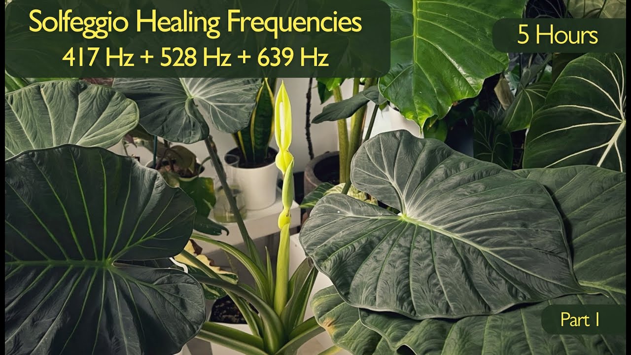 417 Hz + 528 Hz + 639 Hz Solfeggio Frequencies 🌱 Music for Plant Growth, Healing & Positive Energy
