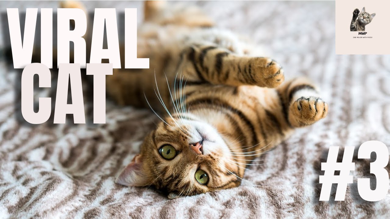 FUNNY CAT VIRAL COMPILATION #3 #shorts #2023 #viral #cats #catlovers