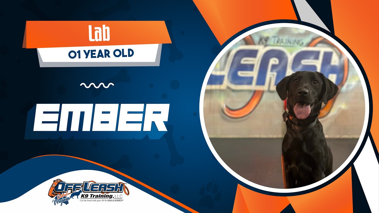 Lab || 1 year old || Ember || Best Dog Trainers in VA 