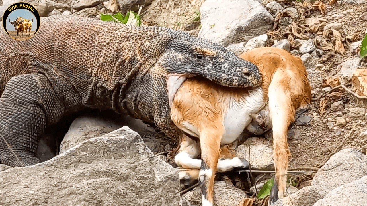 El Veneno Silencioso del Dragón de Komodo – Una Mordida Mortal | Documental De Vida Salvaje