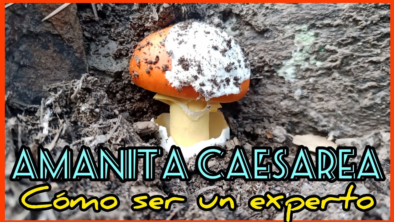 Amanita caesarea. Todas las Claves: Localización, Hábitat, Identificación, Lluvias, Temperaturas...