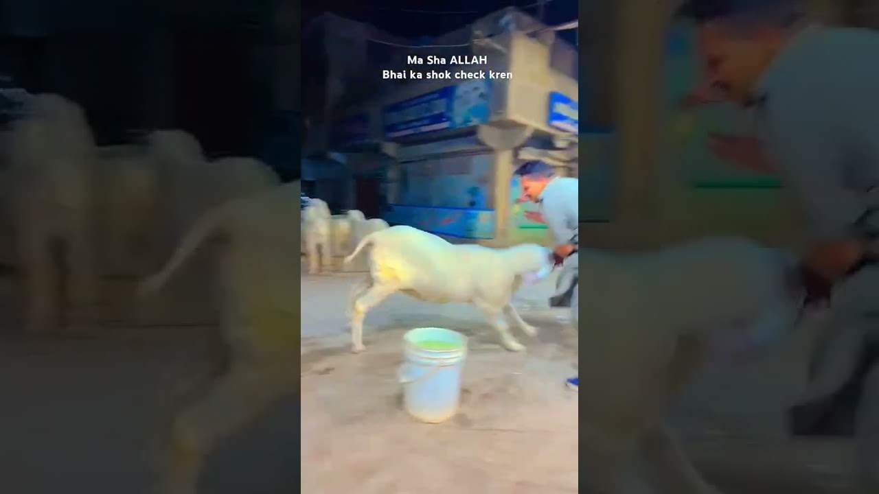 Beautiful Dumba | Larkana Dumba | Kajla Dumba #kajla #dumbamandi #bakra #viralvideo #viralshorts