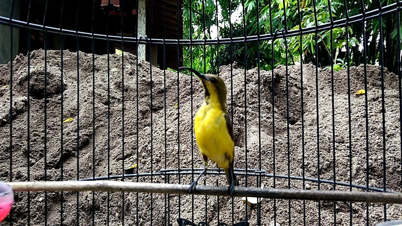 BUKTIKAN!! PANCINGAN SOGOK ONTONG BAHAN PALING AMPUH