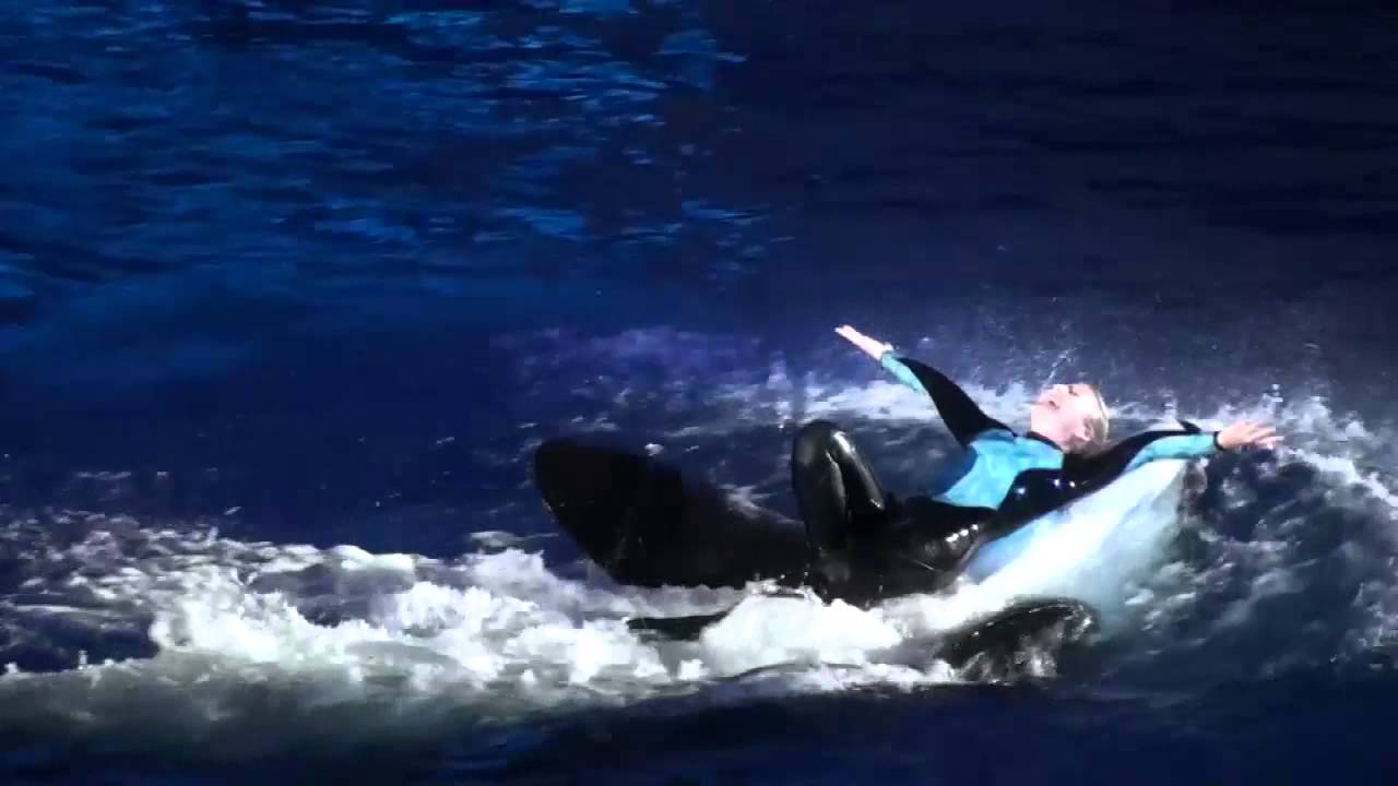 Shamu's Christmas Miracles (2008)