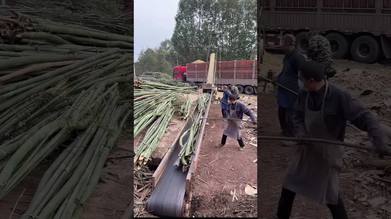 Incredible Sawmill Process: Transforming Massive Logs into Fine Lumber