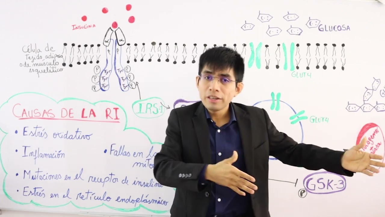 Resistencia a la insulina | Causas y mecanismos moleculares [Diabetes tipo 2]