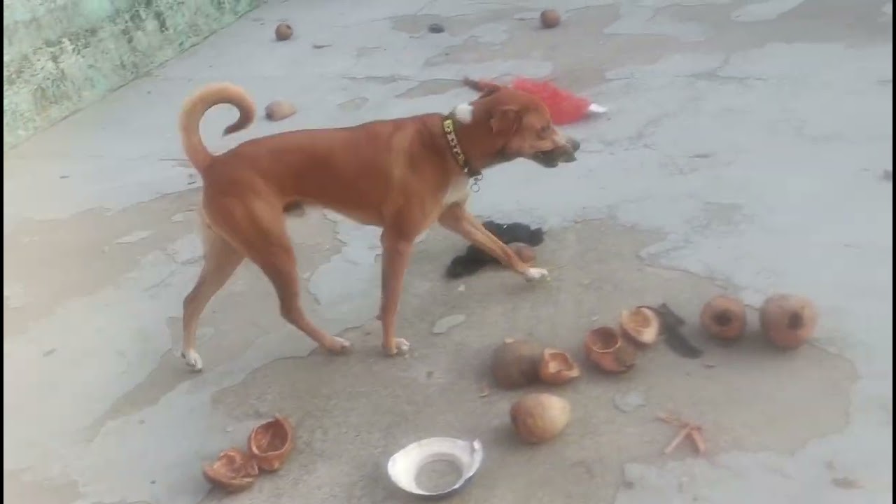 Seru ki start Masti vlogs 
