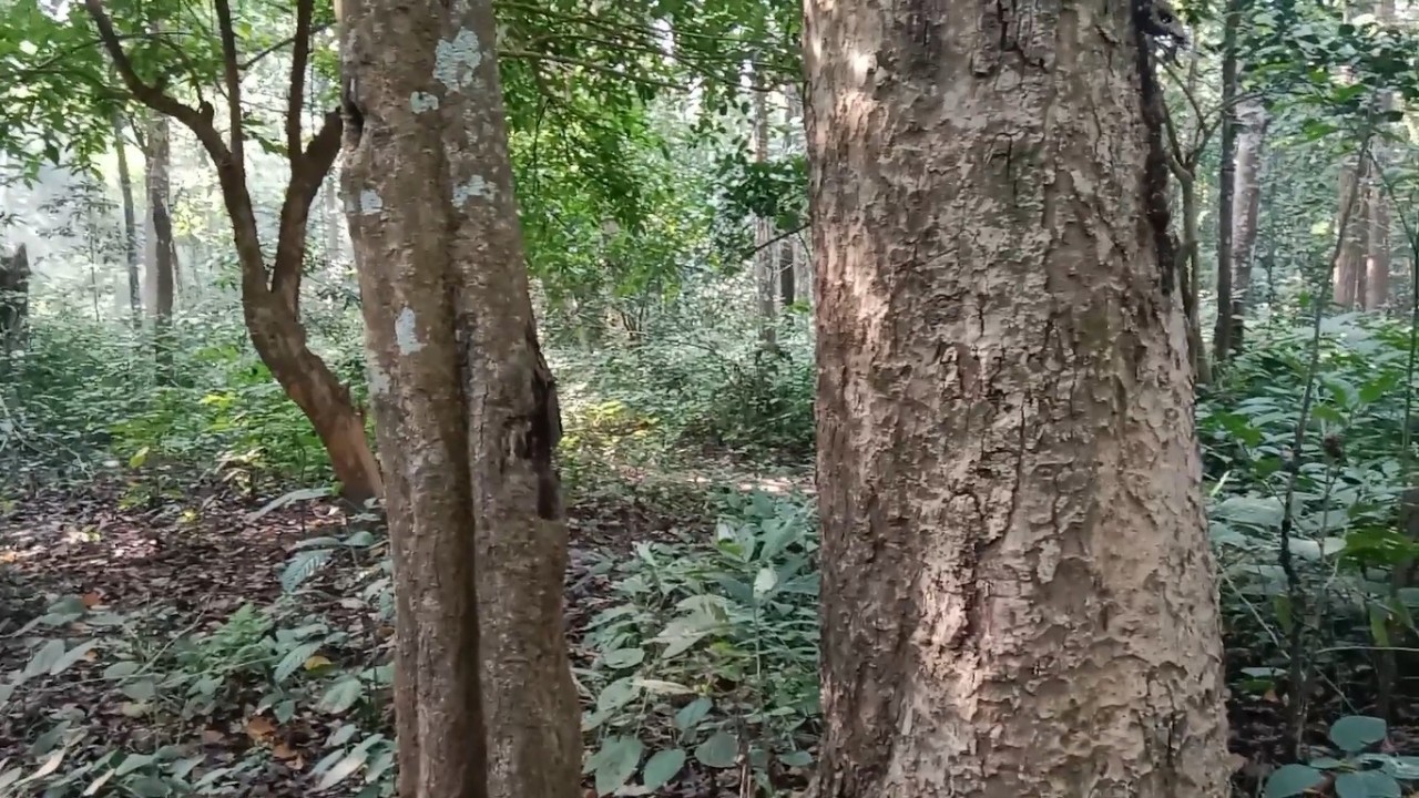 Jungle safari | Woodland Explorer | Jungle vlog | Jungle trip | Forest explore | Nature beauty