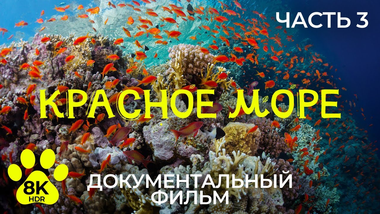 Сокровища Красного моря 8K | Красочные подводные обитатели и тайна корабля “Thistlegorm” - #3