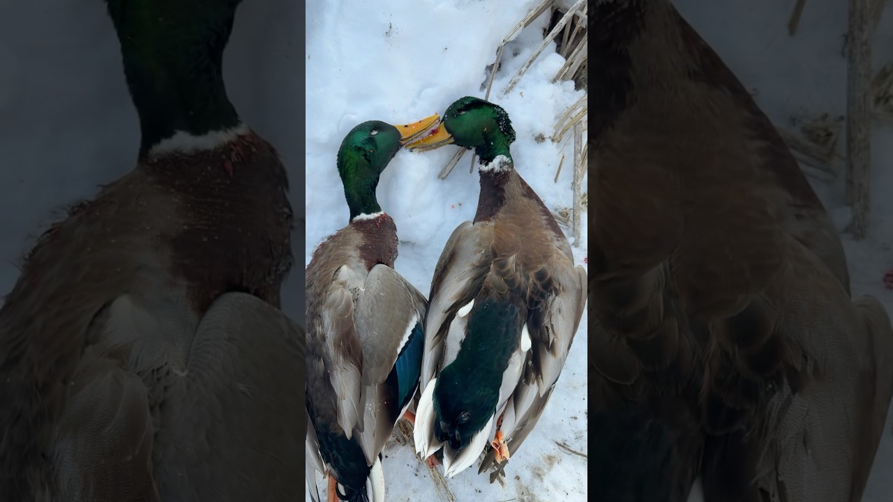 Ice everywhere… and we’re still duck hunting 🦆❄️