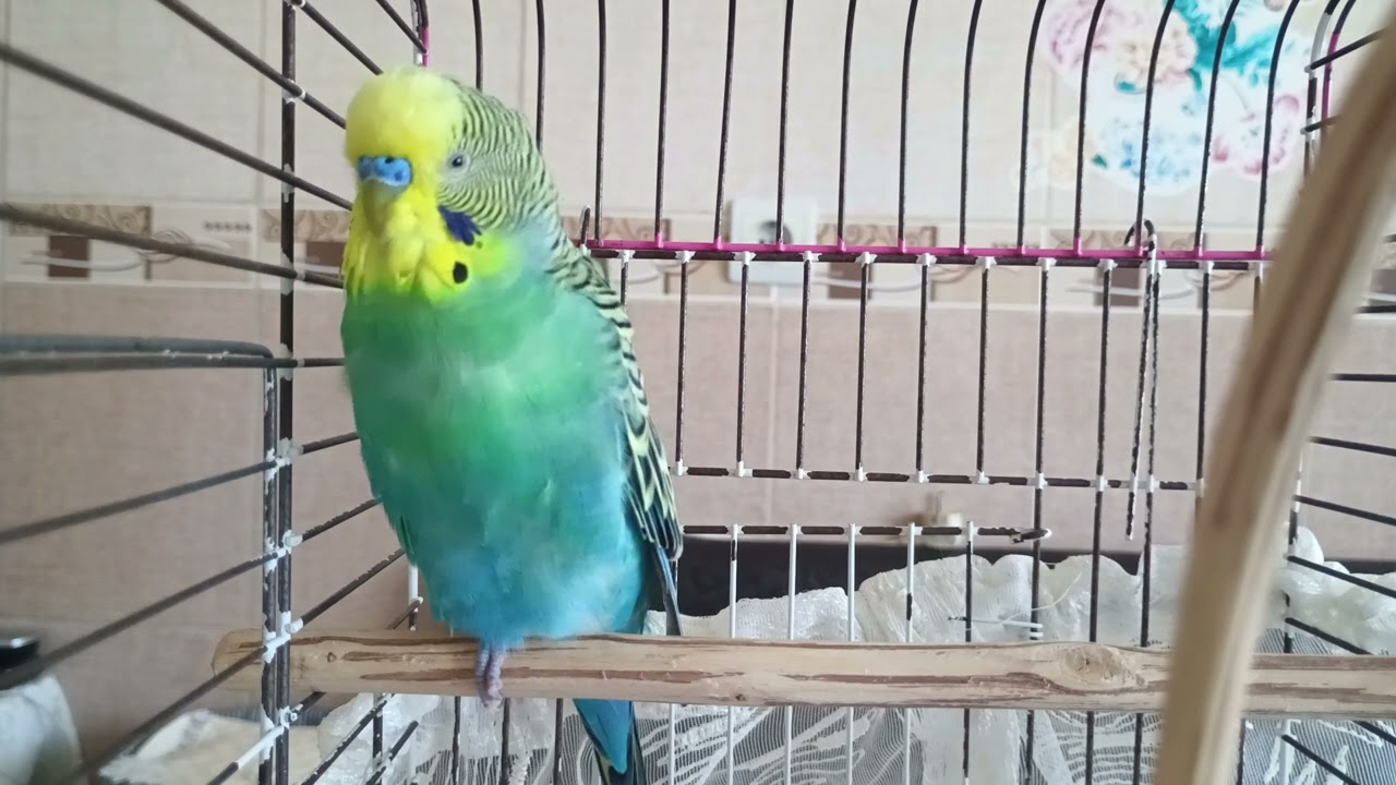 Kuşunuzun Çıldıracağı En Etkili Ses! 30 Dakika Süper Ötme ve Çağırma , Muhabbet kuşu Sesi