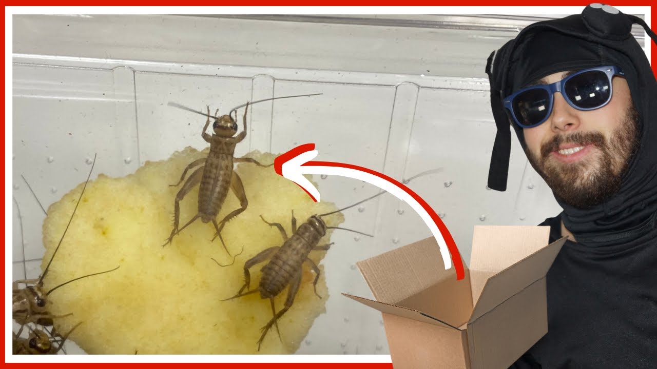 Réception d'un énorme colis d'insectes pour mes élevages (vlog GF 6)