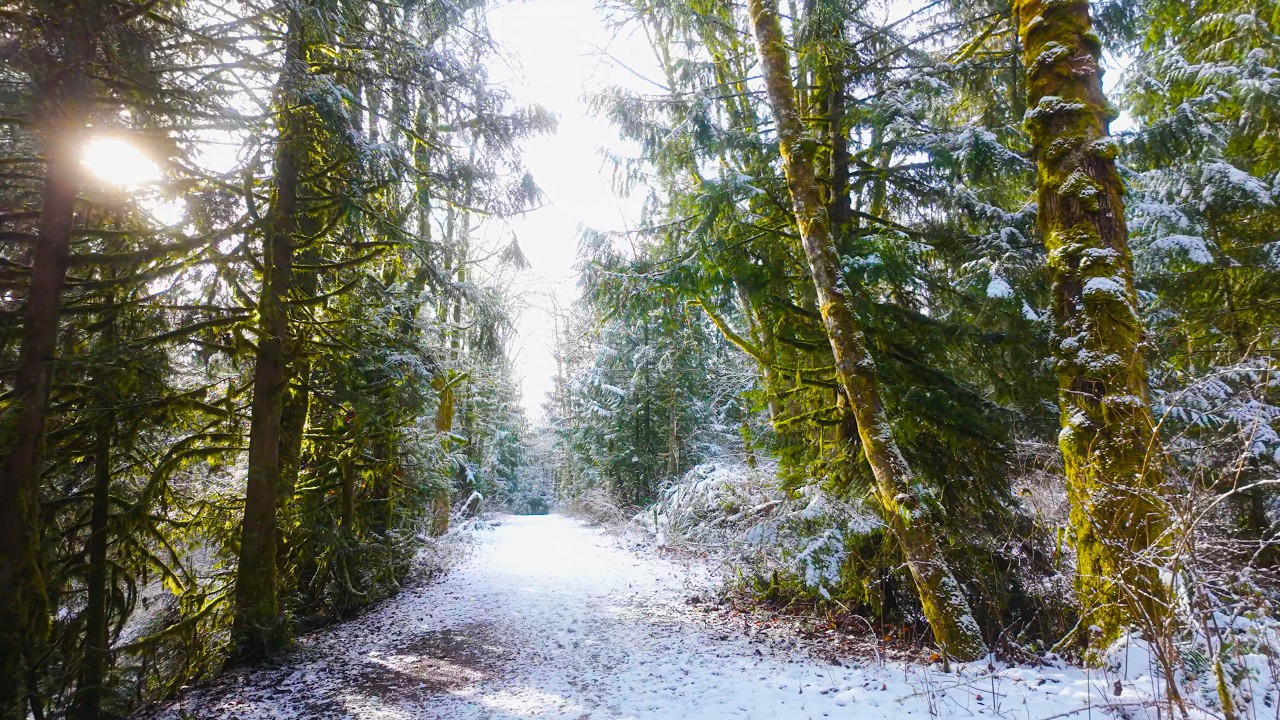 4K UHD Real-Time Winter Forest Walk | Snowy Echo Peak Trail with Natural Footstep Sounds
