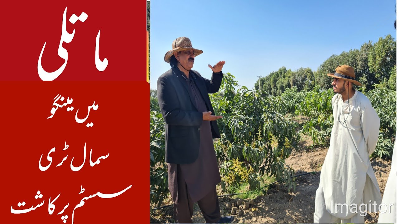 Well managed mango STS orchards in Maatli Sindh Pakistan 🇵🇰