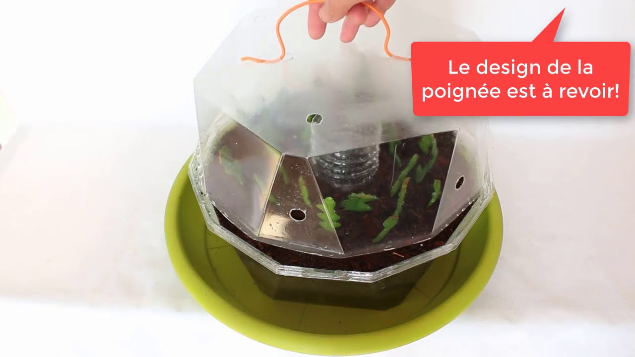 Bouture d'épiphyllum Anguliger(cactus zigzag)avec mise à jour. Méthode très rapide ,100% de reussite