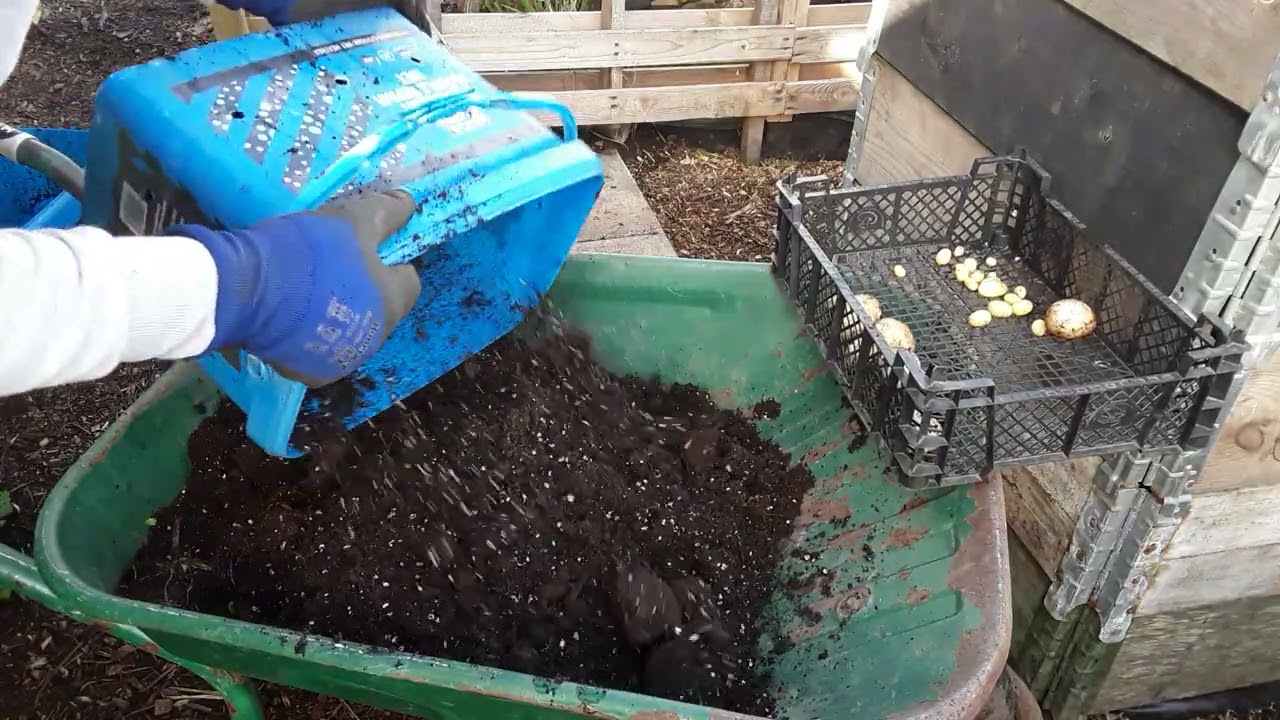 SHEDWARS21: Rocket First Earlies Potato Reveal 🌻New Potatoes In March 🌻 #Potatochitchallenge