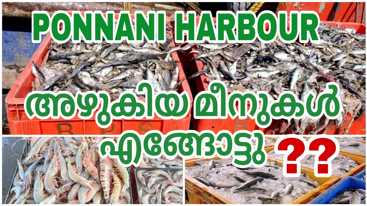 അഴുകിയ മീനുകൾ എങ്ങോട്ടു?? | Ponnani Harbour | Malayalam #harbor #malayalam #kerala #ponnani