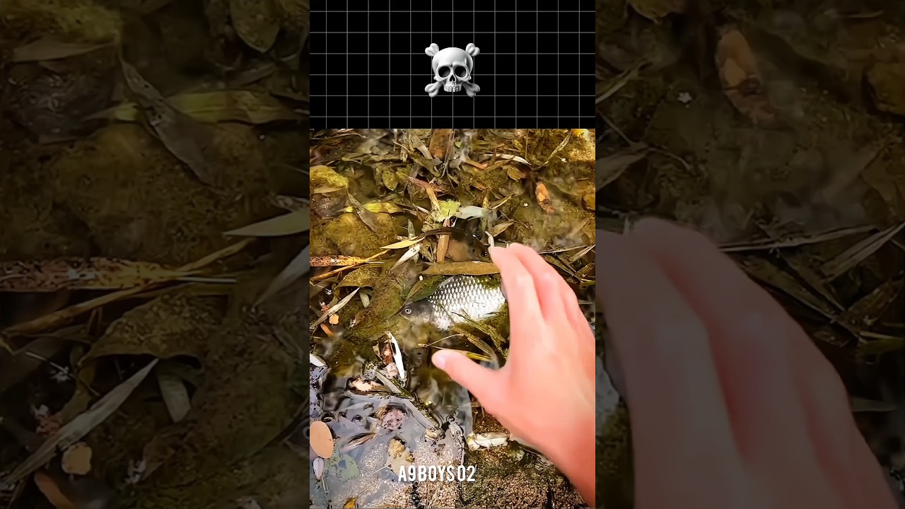 A Mysterious Fish Suddenly Appeared from the Water! You Won&rsquo;t Believe It!