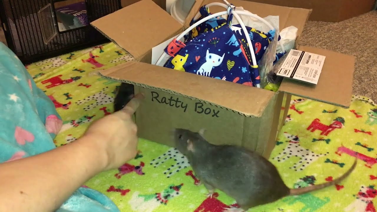 Reviewing June 2022's Ratty Box - Pure Chaos!