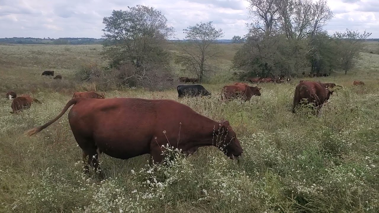 Beautiful red angus grass genetic 1000 lb cow/calf pairs for sale in north Missouri.